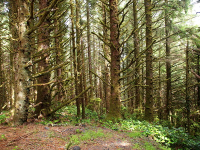 [These spruce trees have very short lower branches which have no needles but are covered with lots of green moss.]